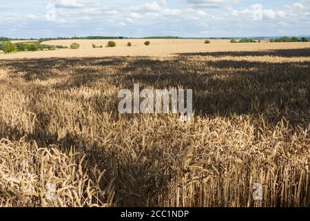 Blick über goldene Weizenfelder, East Garston, West Berkshire, England, Großbritannien, Europa Stockfoto