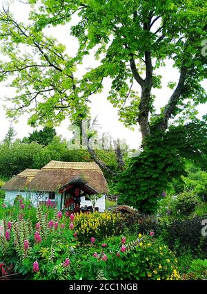 Kleine irische traditionelle Hütte, umgeben von hohen alten Bäumen, wunderschöne Sommerblumen im Vordergrund, alte Steinmauer sichtbar Stockfoto