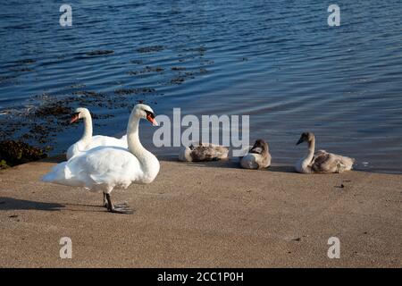 Mute Schwäne ( Cygnus olor) mit Zynets auf Marina Slipway. Stockfoto