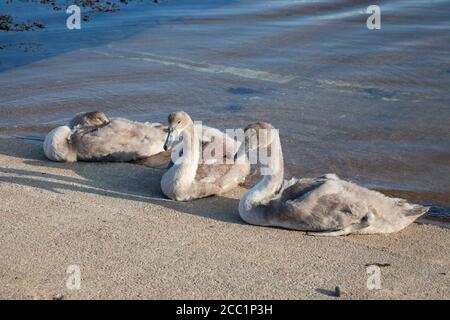 Mute Schwäne ( Cygnus olor)Cynets auf Marina Slipway. Stockfoto