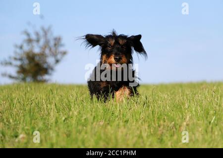Liebenswert Dackel läuft zur Kamera in einem Feld Stockfoto