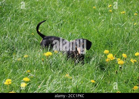 Liebenswert Dackel in einem Feld am Tag Stockfoto