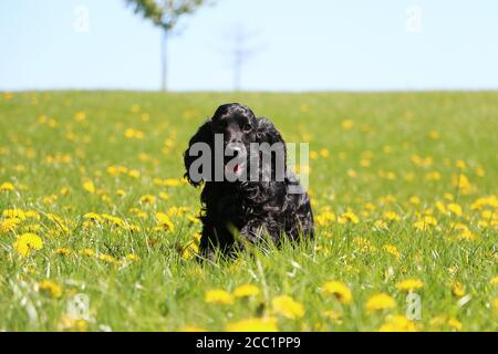 Entzückende schwarze Cocker Spaniel sitzt in einem Feld von Löwenzahn Stockfoto