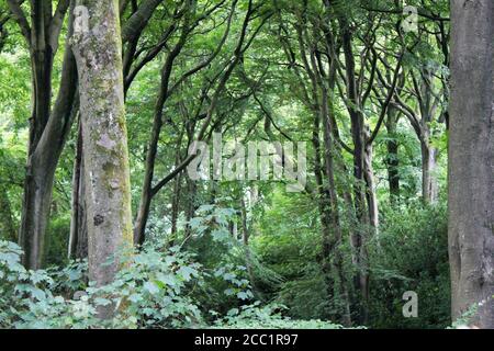 Ein Baumgürtel in einem gruseligen Wald am Tag in Smithills, England Stockfoto