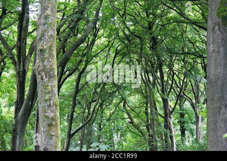 Ein Baumgürtel in einem gruseligen Wald am Tag in Smithills, England Stockfoto