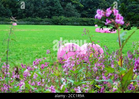 Pinkgewickelte Heuballen auf dem Feld der Dean Gate Farm hinter rosafarbenen Wildblumen auf Winter Hill, England Stockfoto