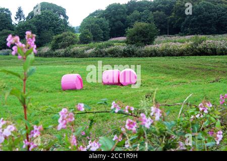 Pinkgewickelte Heuballen auf dem Feld der Dean Gate Farm hinter rosafarbenen Wildblumen auf Winter Hill, England Stockfoto