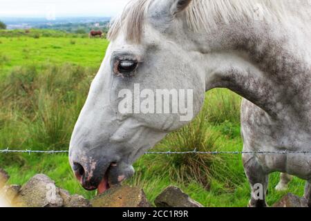 Nahaufnahme von Gesicht und Hals eines Dapple Grey Pferdes, mit rosa Haut um Mund und Augen, lecken einen Stein auf Winter Hill, England Stockfoto