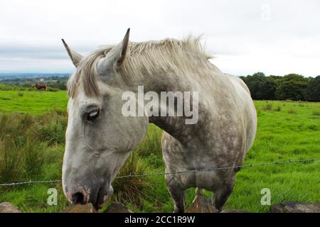 Dapple Grey Pferd Gesicht und Hals, mit rosa Haut um Mund und Augen, schnüffeln einen Felsen auf Winter Hill, England Stockfoto