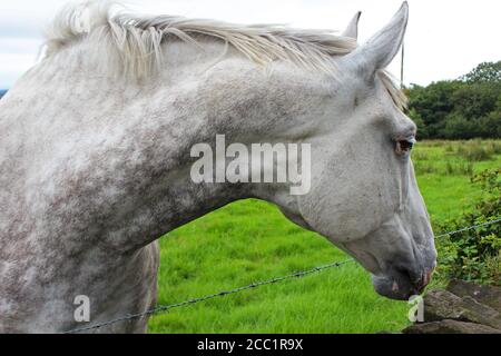 Nahaufnahme des Halses von Dapple Grey Pferd, mit rosa Haut um Mund und Augen, auf Winter Hill, England Stockfoto