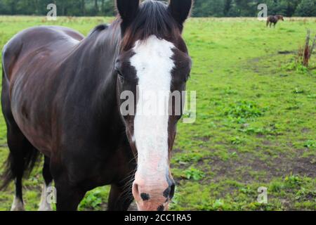 Nahaufnahme eines dunkelbraunen Pferdes Gesicht Vorderprofil, mit einer weißen Flamme und weißen Hufen, und rosa um den Mund auf Winter Hill, England Stockfoto