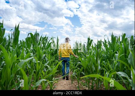 Landwirt kontrolliert seine Ernte in einem Maisfeld. Stockfoto