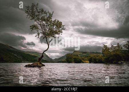 Lone Tree in Llyn Padarn in Nordwales, berühmtes Touristengebiet Stockfoto