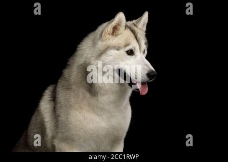 Porträt von Sibirischen Husky Hund mit blauen Augen auf isolierten schwarzen Hintergrund, Profilansicht Stockfoto