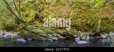 Alte moosbedeckte Steinmauern am Ufer eines Fluss in Courel Mountains Geopark Stockfoto