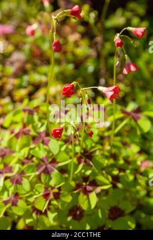 Oxalis tetraphylla 'Eisernes Kreuz' (Glückspflanze) Stockfoto