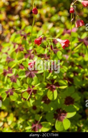 Oxalis tetraphylla 'Eisernes Kreuz' (Glückspflanze) Stockfoto