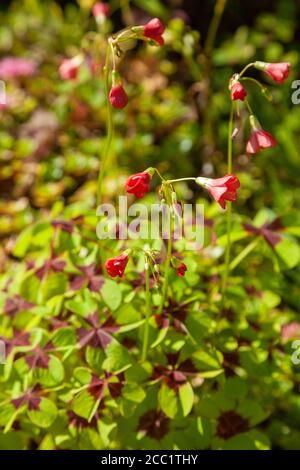 Oxalis tetraphylla 'Eisernes Kreuz' (Glückspflanze) Stockfoto