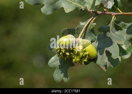 knopper-Galle-Wespe, Andicus quercuscalicis, zeigt Schäden durch diese parasitäre Wespenart Stockfoto