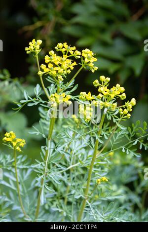 Ruta graveolens allgemein bekannt als rue, gemeinsame rue oder Kraut-of-Grace. Stockfoto