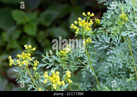 Ruta graveolens allgemein bekannt als rue, gemeinsame rue oder Kraut-of-Grace. Stockfoto