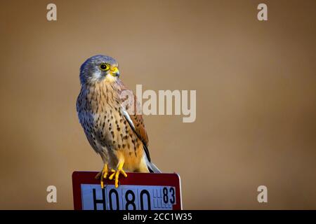 Berlin, Deutschland. September 2018. Ein Turmfalke sitzt auf einem Schild und beobachtet das Treiben auf dem Tempelhof-Feld. Quelle: Ingolf König-Jablonski/dpa-Zentralbild/ZB/dpa/Alamy Live News Stockfoto