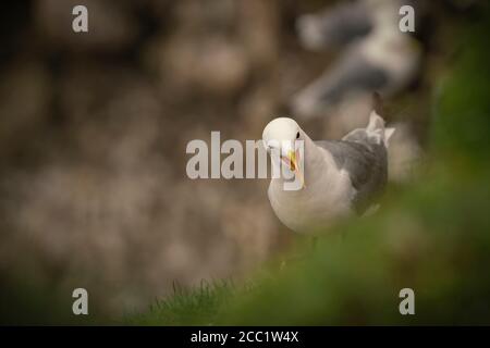 Kittiwake, Rissa tridactyla, auf Brutplätzen, Sommer, in Schottland, die Klippen der Ostküste Stockfoto