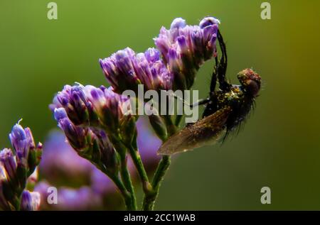 Insekt in einer lila Blume mit verschwommenem Hintergrund Stockfoto