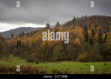 Herbstfarbe im Fletcher's Wood bei Elterwater im Lake District National Park, Cumbria, England. Stockfoto