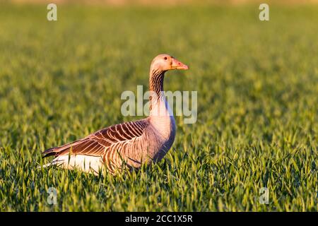 Deutschland, Hessen, Graugans Vogel Sitzstangen auf Rasen Stockfoto