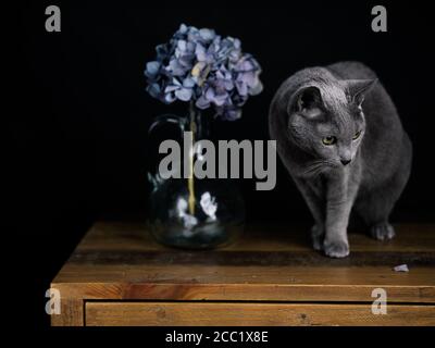 Russische blaue Katze Studio Portrait mit Hortensia Blumen Stockfoto