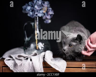 Russische blaue Katze Studio Portrait mit Hortensia Blumen Stockfoto