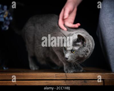 Russische blaue Katze Portrait während streichelt von Hand Stockfoto