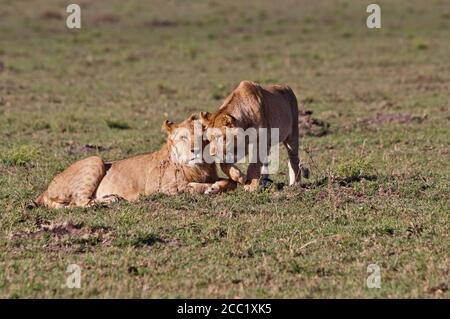 Afrika, Kenia, Löwen im Maasai Mara Nationalpark Stockfoto