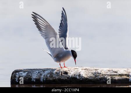 Deutschland, Schleswig-Holstein, Seeschwalbe Vogel Sitzstangen auf Holz Stockfoto