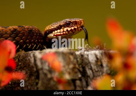 Kreuzotter, gemeinsame Viper, liegend auf einem Baumstamm, Vipera berus Stockfoto