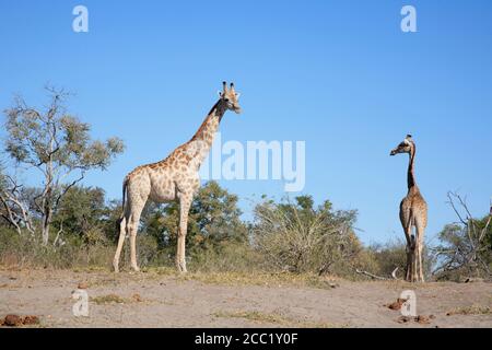 Afrika, Botswana, Okavango Delta, zwei Giraffen Stockfoto