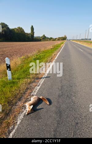 Deutschland, Thüringen, tot Rotfuchs auf Landstraße Stockfoto