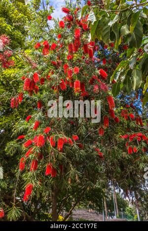 Spanien, Blick auf Bottlebrush Stockfoto