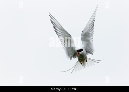 England, Northumberland, Ansicht der Küstenseeschwalbe fliegen Stockfoto