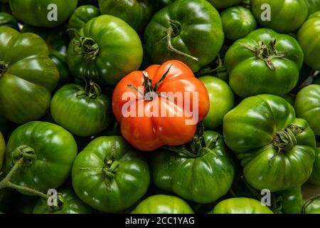 Reife rote Tomate auf grünen Tomaten Stockfoto