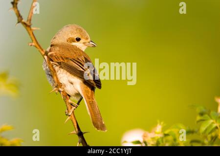 Weibliche Neuntöter, Lanius Collurio auf Ast Stockfoto