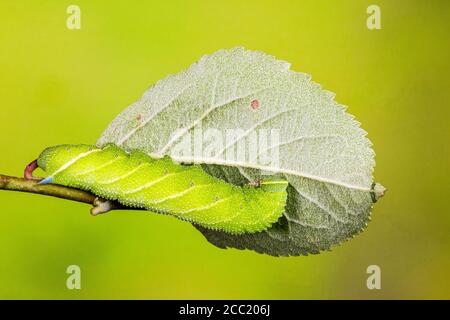 Die Larve einer Augenfalke Motte auf Apfelblättern Stockfoto