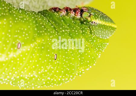 Die Larve einer Augenfalke Motte auf Apfelblättern Stockfoto