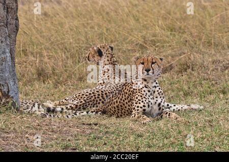 Afriaca, Kenia, Geparden im Maasai Mara Nationalpark Stockfoto