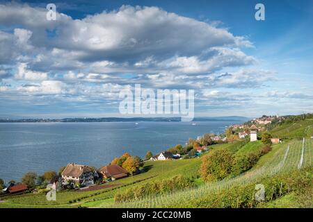 Deutschland, Baden-Württemberg, Ansicht von Rebgut Haltnau Weinberg am Bodensee Stockfoto