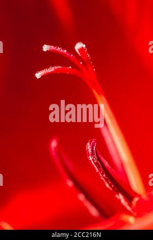 Deutschland, Hessen, Garten Stamen Gladiolen Blume, Nahaufnahme Stockfoto