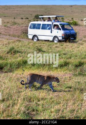 Afrika, Kenia, Ansicht von Leopard zieht Safari in Masai Mara Nationalpark Stockfoto