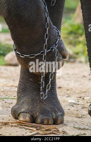 Thailand, Chiang Mai, Elefanten Beine in Kette Maesa Elephant Camp Stockfoto