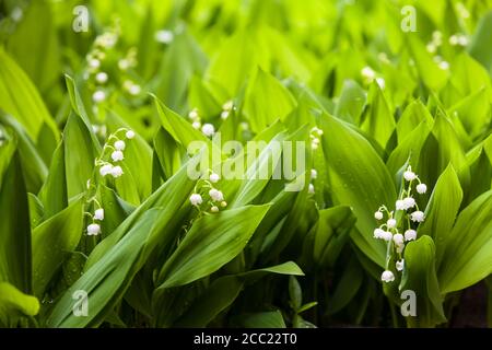 Deutschland, Hessen, Blatt der Lilie, Nahaufnahme Stockfoto